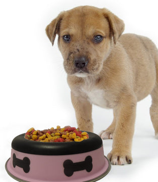 Slow Feeder Spill Proof Pet Bowl with Rubber Base and Bone Design; Pink and Black