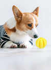 Dog Squeaky Ball Toy; Pet Chew Toy For Dog; Tooth Cleaning Ball Bite Resistant Pet Supplies