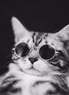 Cute Dog cat Glasses Pet Goggles Glasses Suitable For Puppy Cat Photo Props