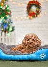 Washable Pet Dog Cat Bed Puppy Cushion House Pet Soft Warm Kennel Dog Mat Blanke