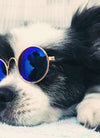 Cute Dog cat Glasses Pet Goggles Glasses Suitable For Puppy Cat Photo Props