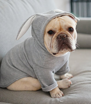 Dog Pet Clothes Spring And Autumn Clothing