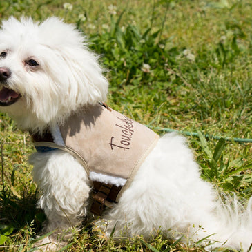 Touchdog Tough-Boutique Adjustable Fashion Dog Harness And Leash